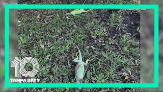 Brrr! It got so cold in Florida, iguanas fell from trees