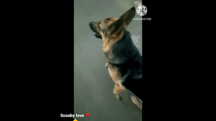 Scooby playing for love video #public #dog #shorts #viral #video #doglover  pliss support my chanle