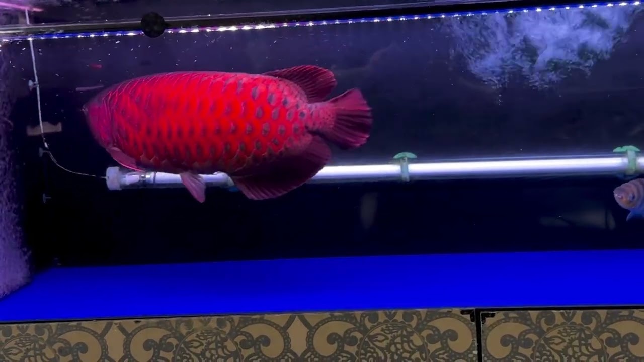 キングコング20251219キングコングRedV3