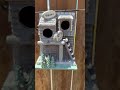 Log cabin birdhouse for backyard