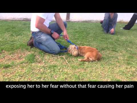 Fearful Touch Sensitive Dog Behavior Modification