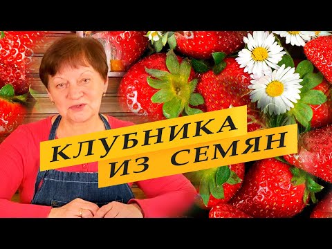 Земляника садовая из семян.