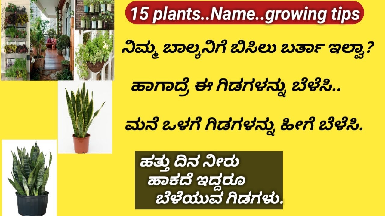 Low light plants list/How to grow shade loving plants/balcony garden