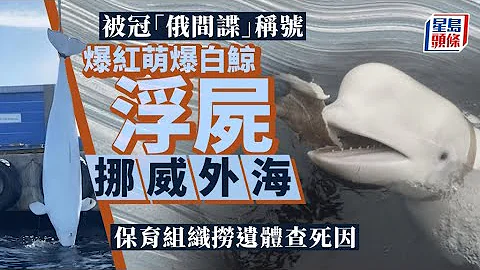 遭懷疑「俄間諜」爆紅 可愛白鯨驚傳挪威外海死亡｜星島頭條新聞｜白鯨｜俄羅斯｜挪威｜間諜鯨魚｜外海｜鯨魚 - 天天要聞