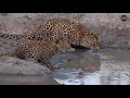 Pt 1 Safari Live's Sunrise Safari Drive at 6:30 AM on May 01,2018 ( Hosana & Thandi, cub )