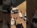 First little duckling #narrowayhomestead #offgrid #duck #ducklings #surprise
