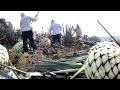 Discover the Making of Mexican Agave Sugar (Video)