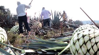 Discover The Making Of Mexican Agave Sugar Video