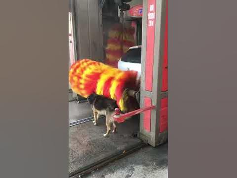 the dodo dog wash car wash