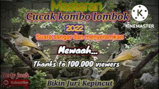 Cucak Kombo Lombok isian kuntilanak durasi panjang-jernih // cocok untuk terapi mental dan masteran