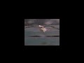 Royal Albatross Chick Shows Impressive Hovering Skills During Blustering Afternoon In New Zealand