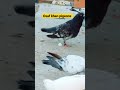 Osaf khans pigeons  pigeon lovers kabutar shonki kabutar shorts pigeon