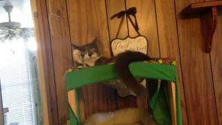 Kylie kitty attacks her tail by Becky Johnson - tinytowncatlady 19 views 8 years ago 1 minute, 1 second