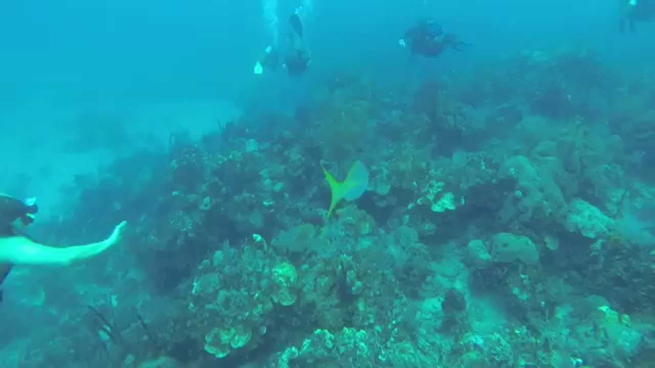 Stuart Cove Nassau BahamasMike's Reef Dive Site YouTube