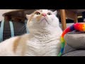 もけねこ