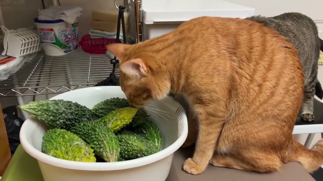 😻おやつに全集中する3にゃん💕そして…ゴーヤに興味津々の大事件が発生⁉️