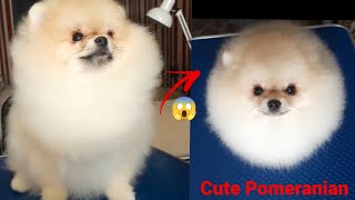 Toy Pom Puppy Ready For Show Home 🐶 🐾Shipping  Available ✈️ by The Canis World 570 views 1 year ago 1 minute, 6 seconds