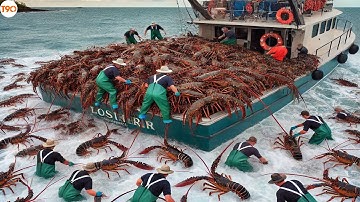 Bất Ngờ Cách Ngư Dân Úc Đánh Bắt Những Con Tôm Hùm Khổng Lồ Như Thế Nào?