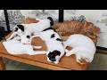 かご猫LIVE配信　2026年7月10日