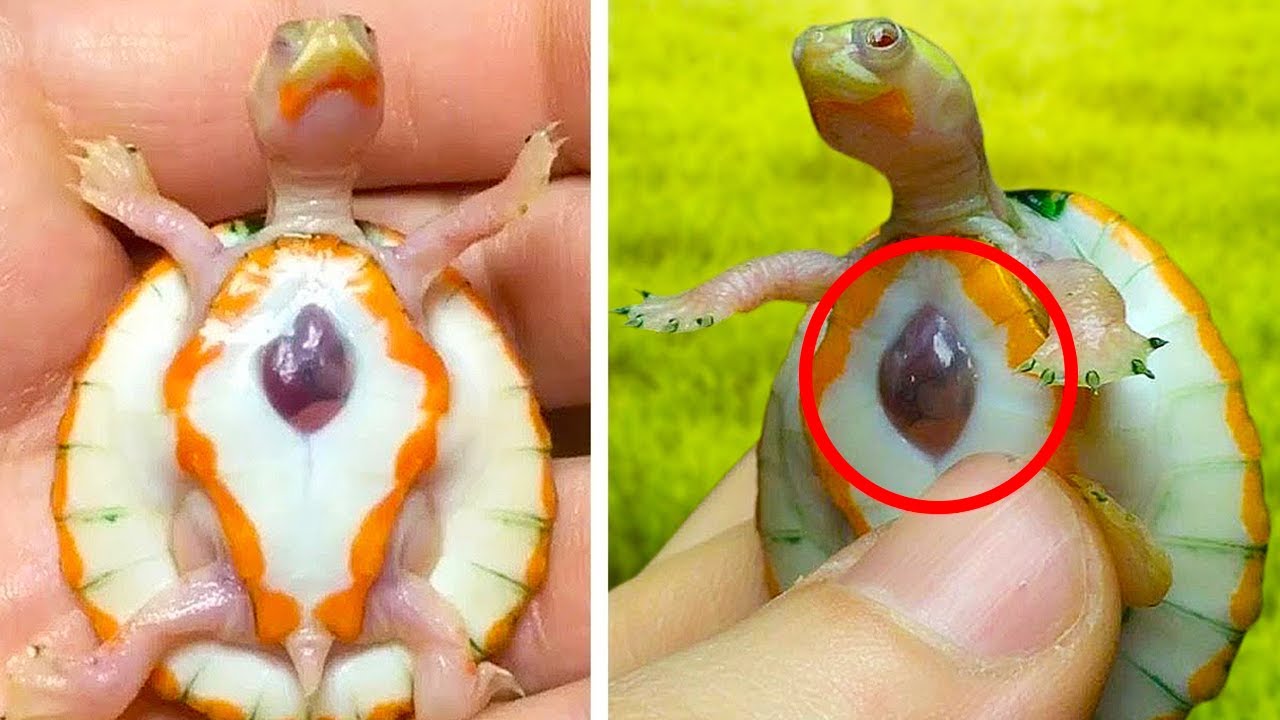 15 Rarest Reptiles In The World - YouTube