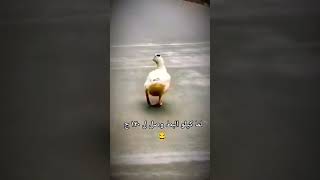 لو لمحتك فى الشارع حتزعلى منى اوى