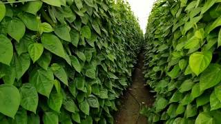 Betel Leaf Farming | Smart Farming | InnovativeAgriSolution