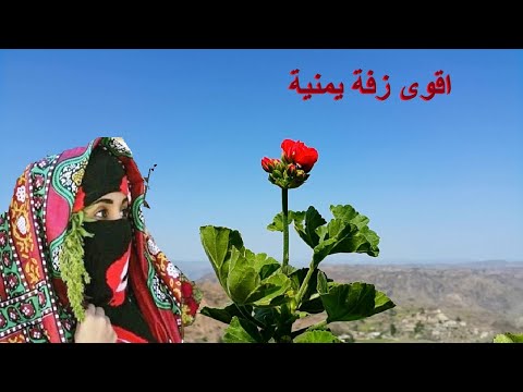 يا عروس البحر الاحمر - اقوى زفة يمنية ايوب طارش - ادا محمد الصلوى قوووة اسمع