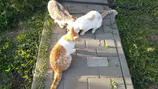 Stories of country cats - We were not given any sweets - Now run away quickly - Danger