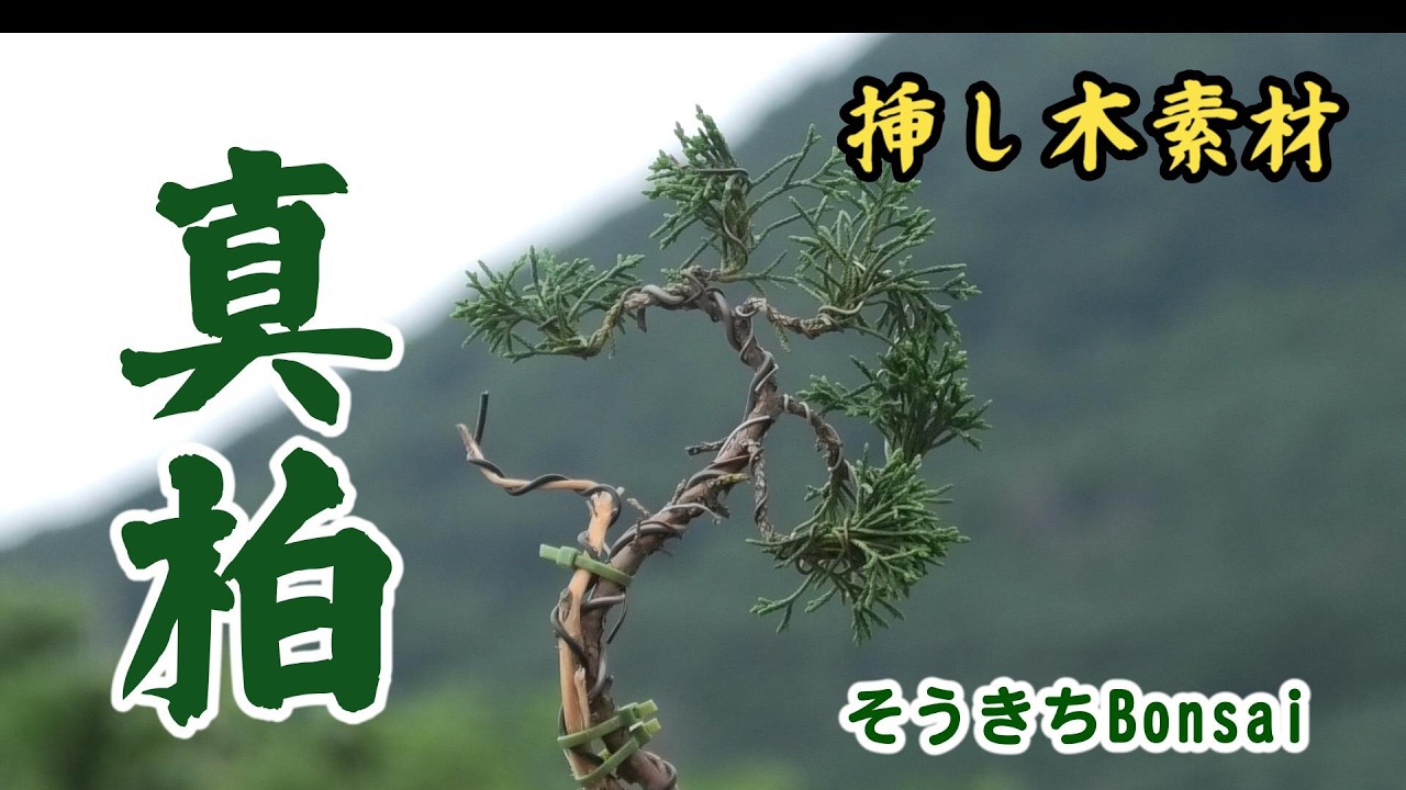 Cuttings Material [Shimpaku Juniper] - YouTube