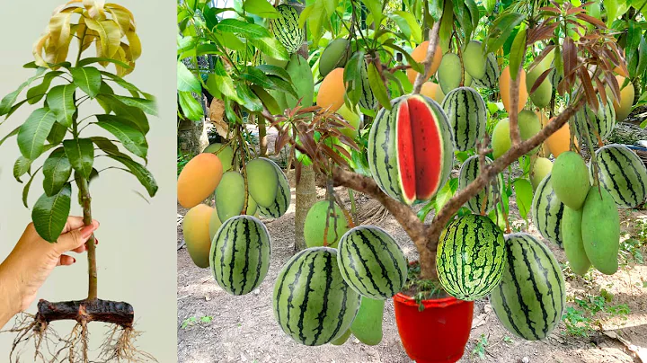 Unique Technique : for Grafting Mango Tree In Watermelon With Banana & eggs Fruits