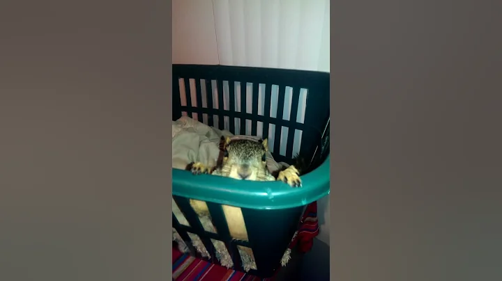Lovelace the squirrel couldn't sleep. Dogs barking...