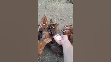 cùng tôi cho 💯 con gà ăn nào, pub qaib