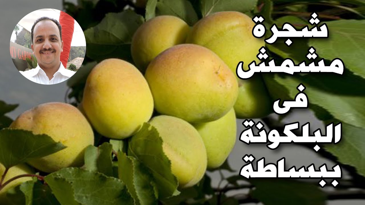 ازرع شجرة خوخ فى البلكونة بسهوله  |  Cultivation of apricots