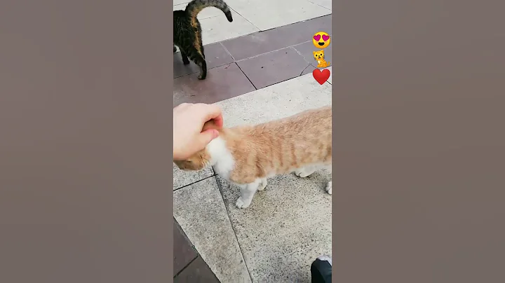 Video 1505371: british shorthair, munchkin cat, persian cat, cat cutekitten cutecat, feral cat, cat sound cutecat, kitten sound, cats dogs, meow