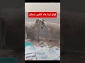المغرب اكسبلور فيديو مشاهدات ترند فيرال حولي صردي