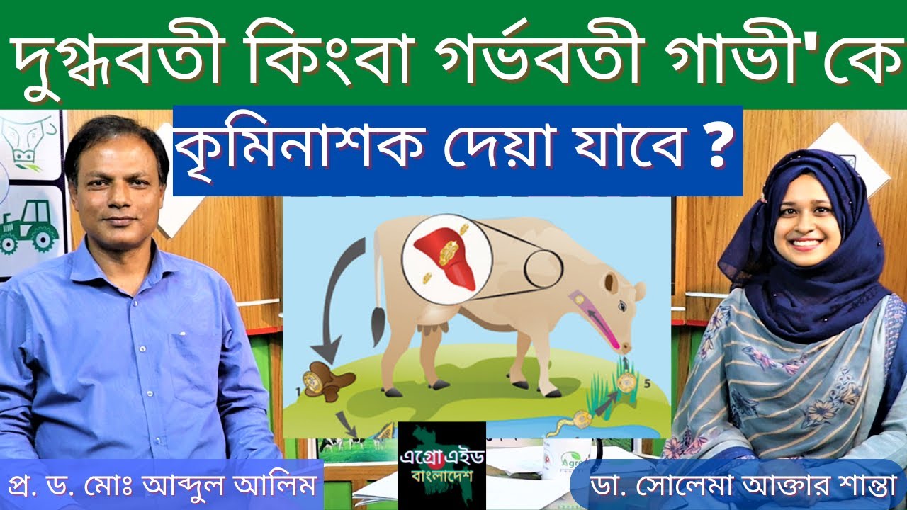 দুগ্ধবতী কিংবা গর্ভবতী গাভী'কে কৃমিনাশক দেয়া যাবে কি ? ব্যবহারের পর দুধ-মাংস খাওয়া উচিত কি 