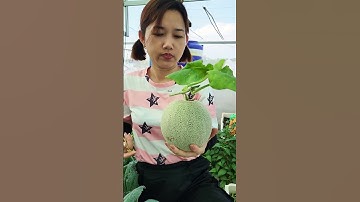 hái Dưa lưới nè!!#thuytrangsadec #trongrausanthuong #nhatrangsadec