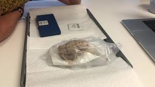 Sheep Brain Dissection - Part 1
