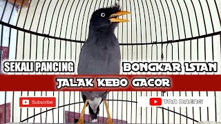 jalak kebo gacor ngerol full isian sekali pancing jalak manapun ikutan nyaut respon bongkar isian