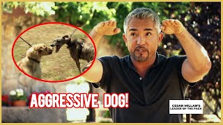 I meet an AGGRESSIVE Greyhound | Leader of the Pack by Cesar Millan 42,267 views 7 days ago 4 minutes, 45 seconds