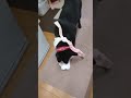 【甲斐犬☆奈々】掃除機さんと綱引きをしたくて、待っている子犬(笑)