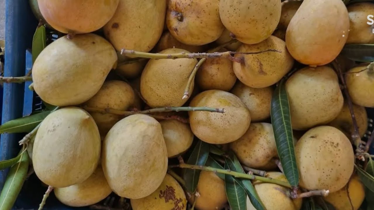 alltime | baromasi mango variety of my roof garden - YouTube