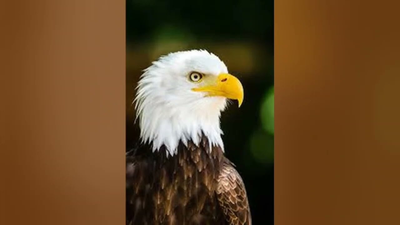 Gravez mushiko by lufu lwa Sylvie 