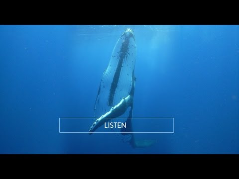 Humpback Whale Sing Along in Tonga