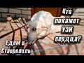 Провели операцию Дейзи. Что показало Узи сердца Леди?😱. Пристроили Кошечку в Армавир😍