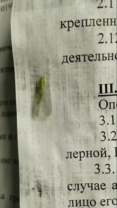 Ещё Обыкновенная златоглазка - YouTube