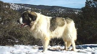 Собаки породы Пиренейский мастиф! Собаки породы Пиренейский мастиф!