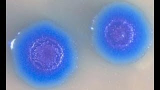 Безнравственность ученых направило мир к разрушению и уничтожению животных и людей. Что делать? Безнравственность ученых направило мир к разрушению и уничтожению животных и людей. Что делать?