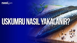 Uskumru nasıl yakalanır?