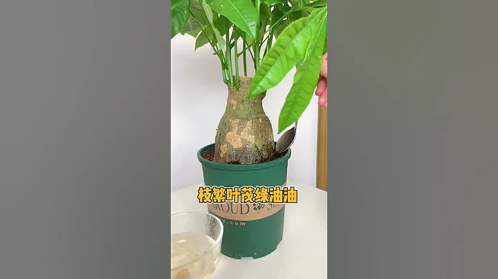 绿植盆边埋点它，花儿蹭蹭涨 #分享养花经验 #花卉绿植 #分享家庭养花小常识 #shorts - 天天要闻